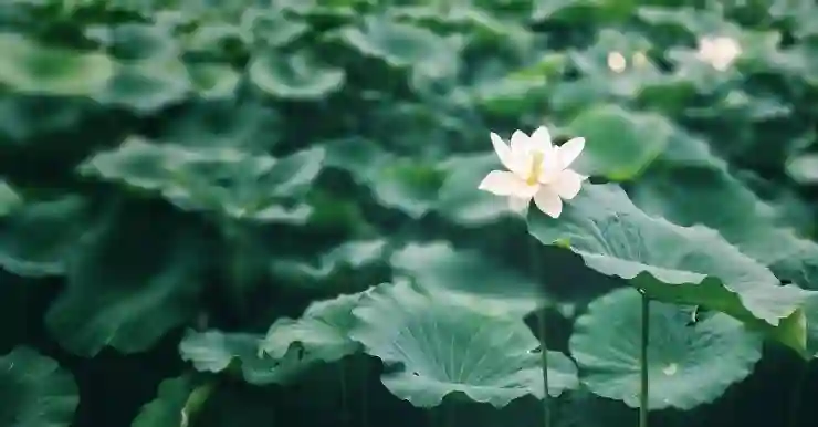여름 낭만 가득한 해외여행지 Top 10 꿀팁과 추천 여행 코스 알아보기