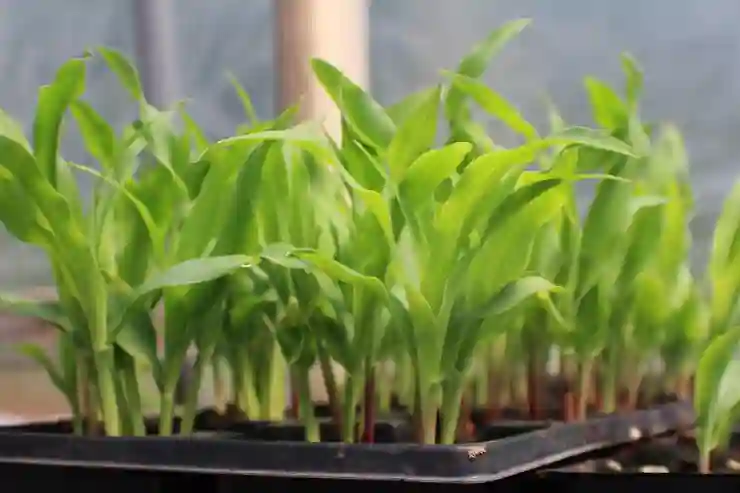 카카오톡 PC버전 완벽 활용법 알아보기