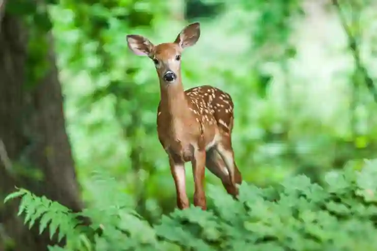 카카오톡 알림이 오지 않는 이유와 해결책 탐구하기