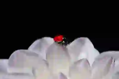 SK브로드밴드 BTV 신청과 해지, 설치 및 혜택 알아보자