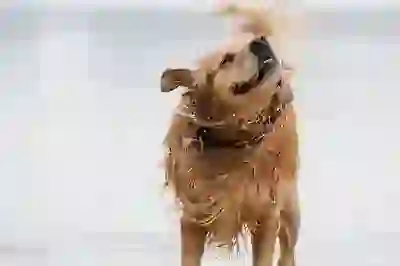 드리미 물걸레 로봇청소기 사용 후 알아보자