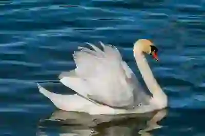 아이폰17 화이트 사전예약하는 꿀팁과 빠르게 받는 방법 알아보자