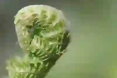 영주 국립산림치유원 예약 팁과 활용 방법