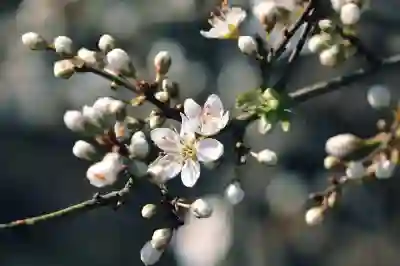 네이버 플러스 멤버십 가격 혜택 정보 알아보기