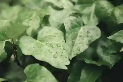 드리미 X50 마스터의 성능과 기능 살펴보기