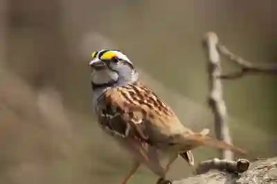 참새마트 어플로 쇼핑하면서 돈 버는 꿀팁