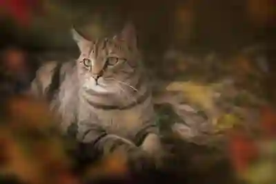 알뜰폰 요금제 비교 사이트에서 가격 확인하는 방법 알아보자