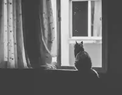 황룡면 동물병원 위치 알아보는 꿀팁