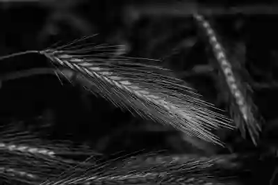 보리밥나무 탈모제 가격과 효능 알아보자